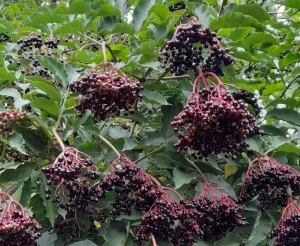 hollunder pflanze fuer gummibaerensaft